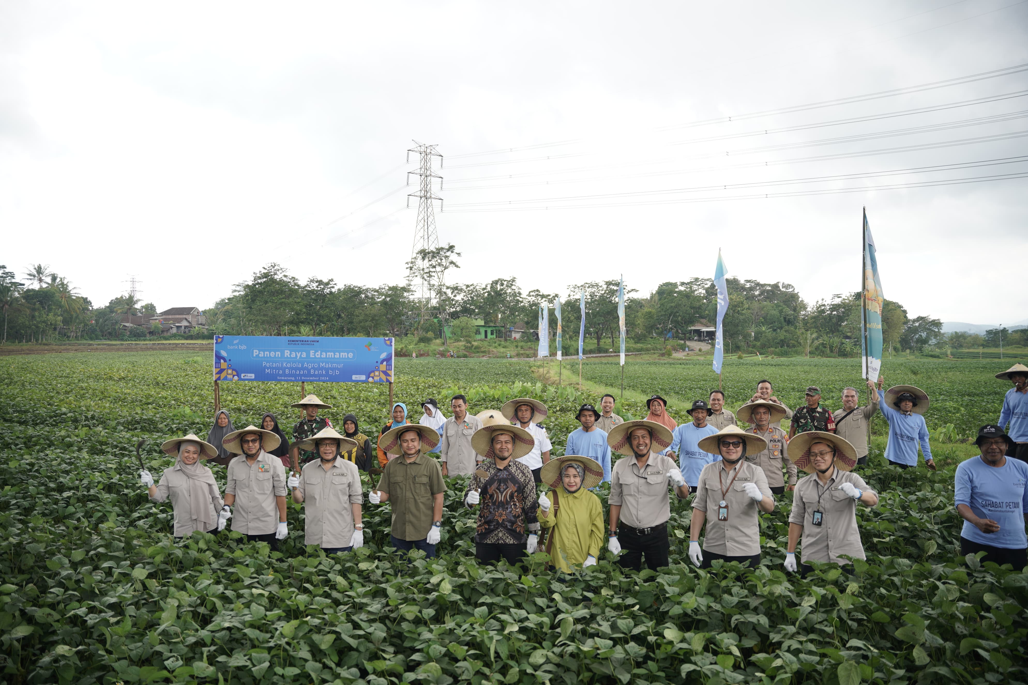 bank bjb Bersama Petani Mitra Binaan PT. Kelola Agro Makmur di Jawa Tengah Lakukan Panen Raya Komoditi Edamame