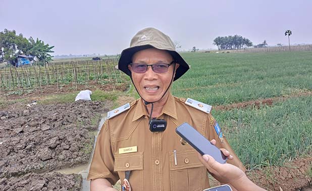 DKPP Kabupaten Serang Targetkan 80 Ton Bawang Merah