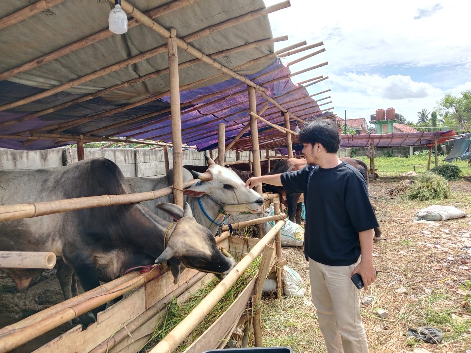 Penjualan Hewan Kurban, Kambing Turun Sapi Naik 