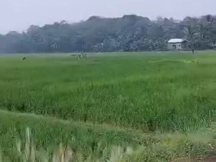 Jamin Kuota Pupuk Cukup hingga Akhir Tahun