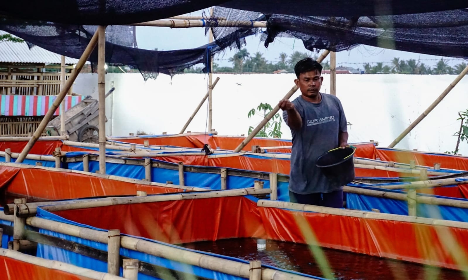 Dari Lahan Tidur Jadi Pusat Ketahanan Pangan, Sentra Pemberdayaan 'Saung Domba' Desa Sangiang, Sepatan Timur