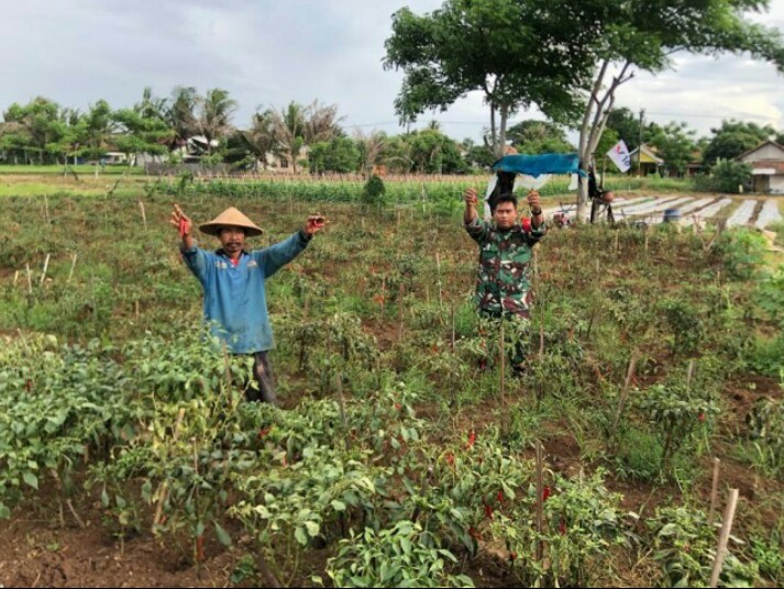 Danramil 08/Kronjo Ciptakan Urban Farming di Kronjo untuk Kemandirian Pangan Lokal