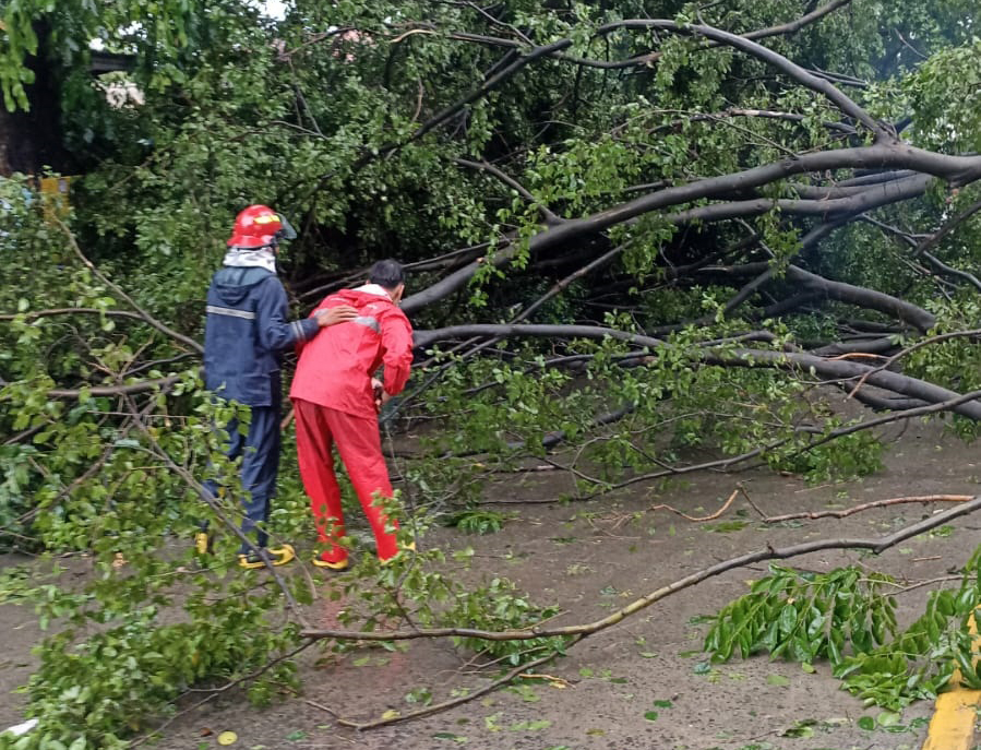Dua Pohon Beringin Tumbang di Cikupa, Akibat Hujan dan Angin Kencang