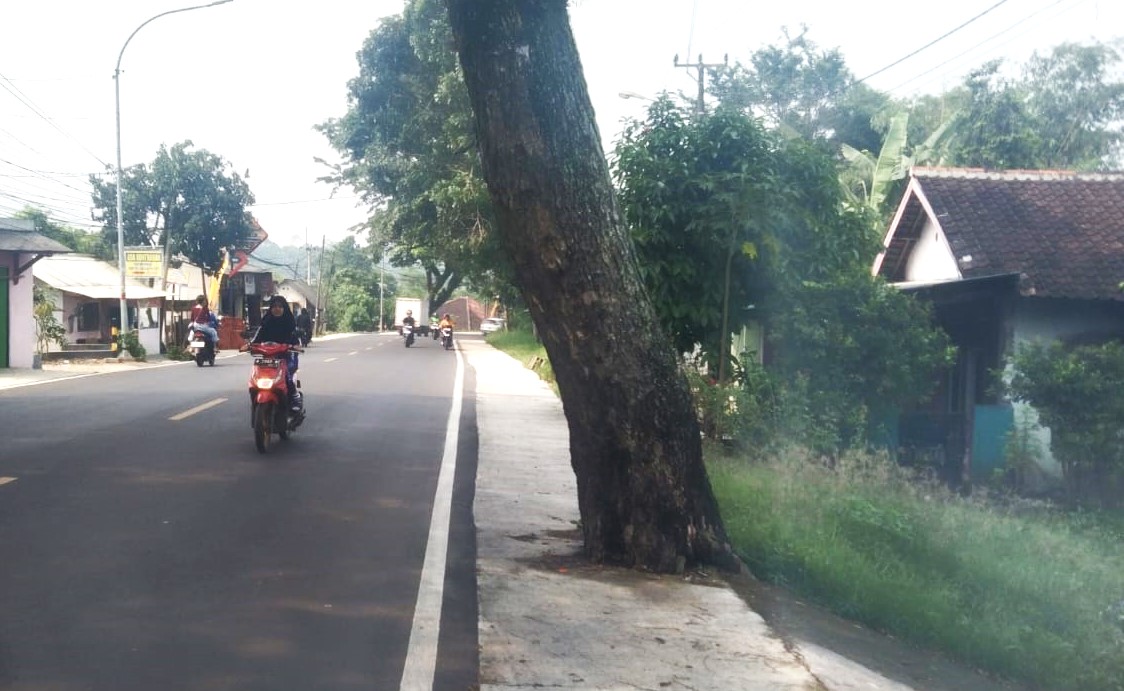Pohon Bahu Jalan Dicor, Pelebaran Jalan Nasional di Lebak Disoal