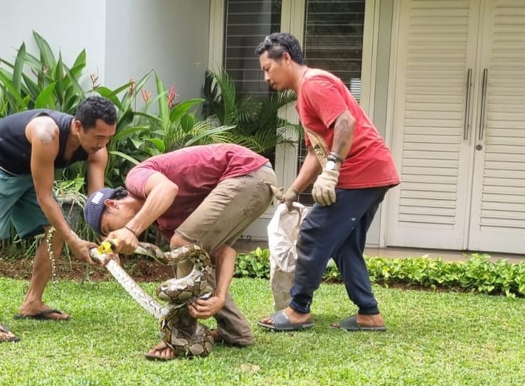 Ular Sanca Panjang 4 Meter Dievakuasi Warga Dari Atas Pohon di Bintaro