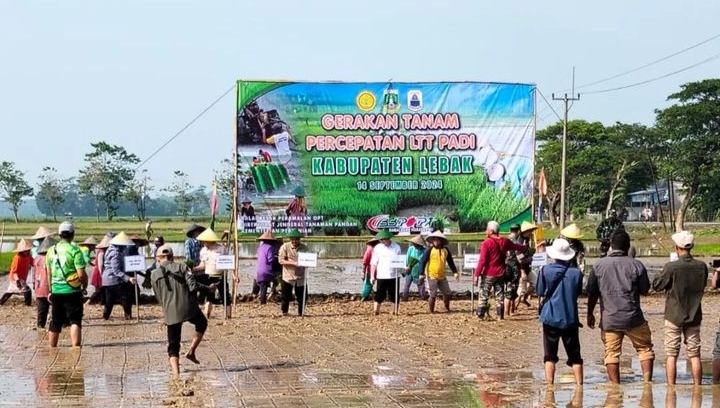 Petani di Lebak Diminta Waspada Serangan Hama Wereng Coklat 