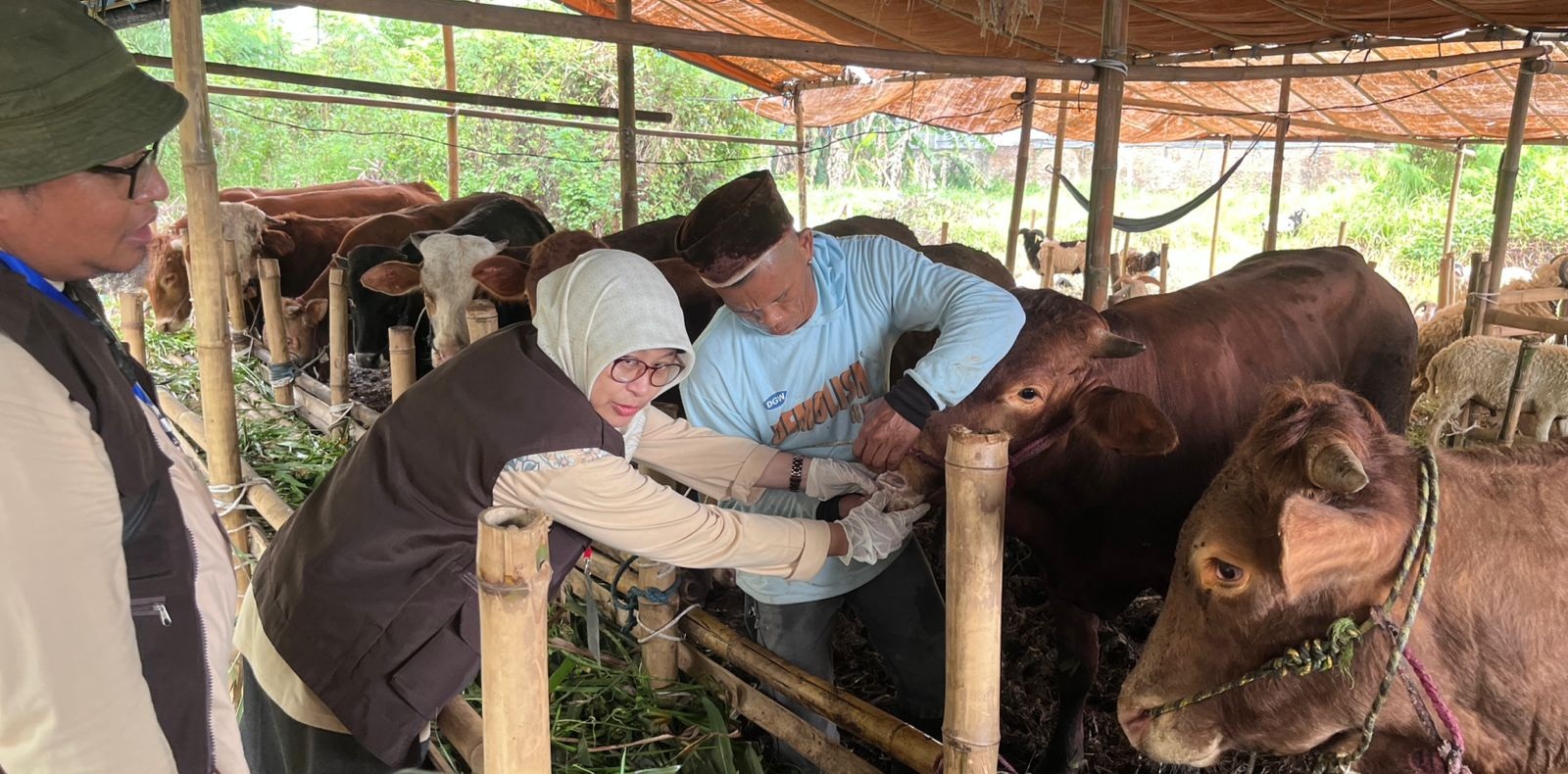 DKP3 Kota Serang Mulai Periksa Hewan Kurban