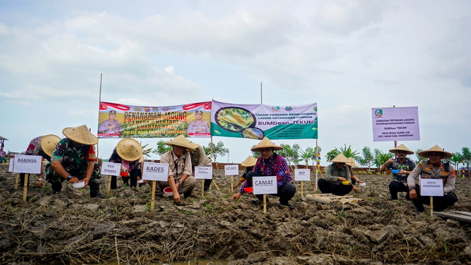 BUMDesa Tegal Kunir Lor Tanam Jagung Hibrida