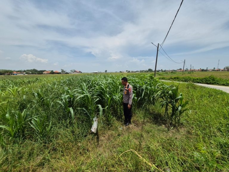 Kapolsek Kronjo Cek Pertumbuhan Jagung di Muncung Kronjo