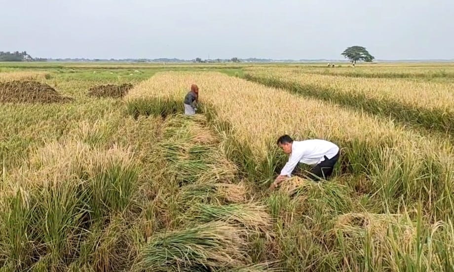 Pertanian Masih Jadi Andalan Desa Gunung Sari