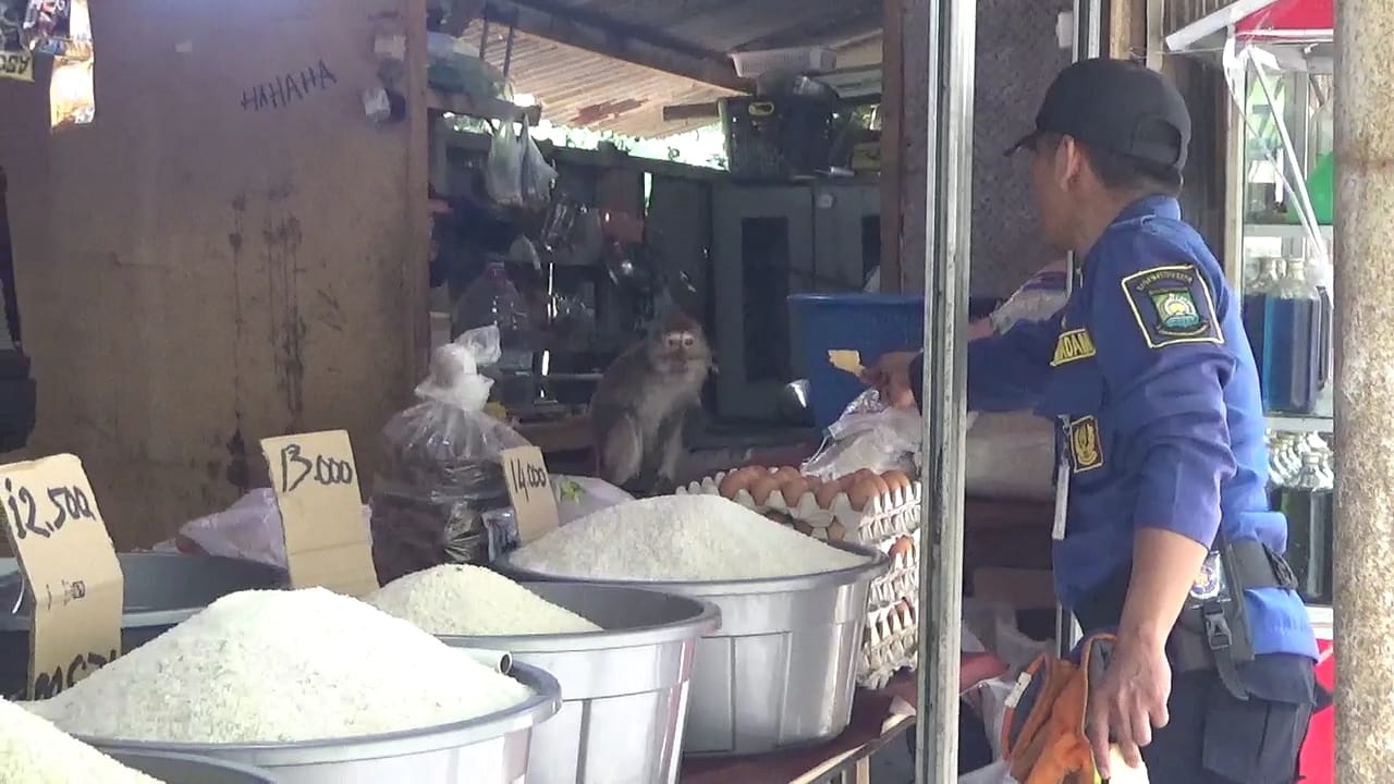 Kabur, Monyet Peliharaan Acak-acak Warung