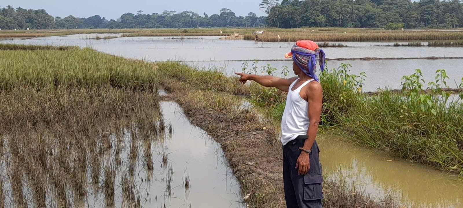 Stop Bangun Perumahan di Sawah Produktif