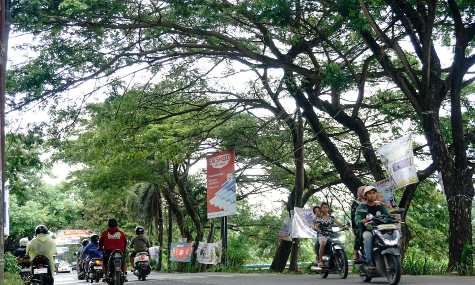 Pohon di Jalan Cadas-Kukun Ancam Keselamatan