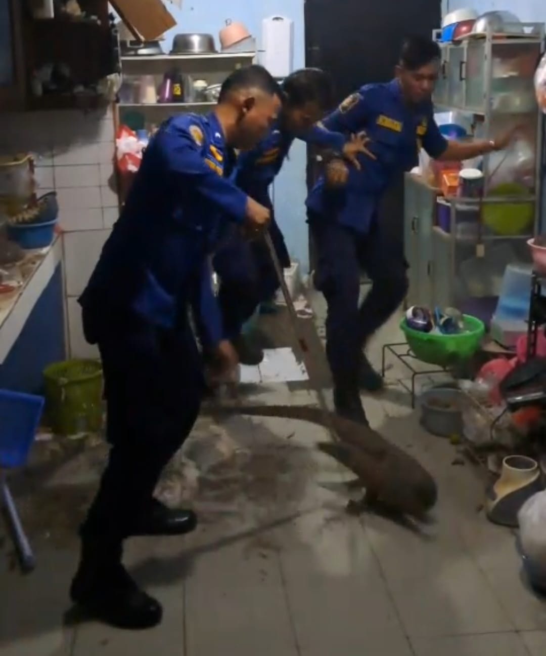 Dramatis, Evakuasi Biawak 1,5 Meter di Plafon Rumah Warga