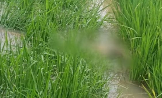 Pria Berkaos Partai Meninggal di Persawahan