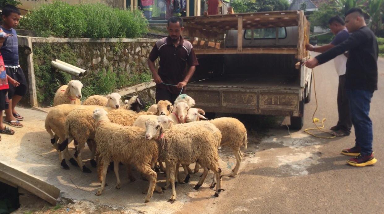 Jelang Idul Adha, Omset Peternak Kambing Meningkat