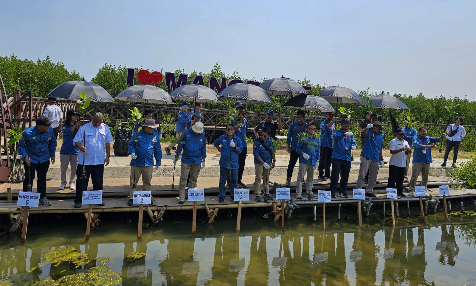 Peduli Lingkungan Hidup, Mayora Group Tanam 7.500 Pohon Mangrove di Pesisir Ketapang