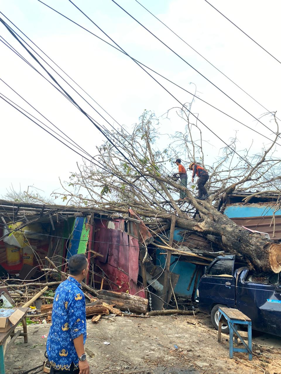 Masuk Musim Hujan, Warga Kota Serang Diminta Waspadai Pohon Tumbang 