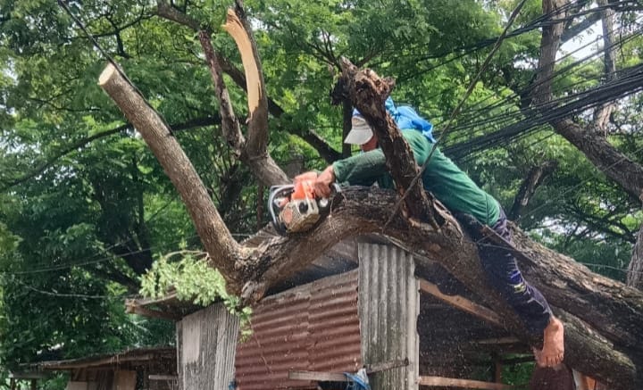 Musim Hujan, DLHK Kabupaten Tangerang Gencar Tebang Pohon di Jalan Protokol