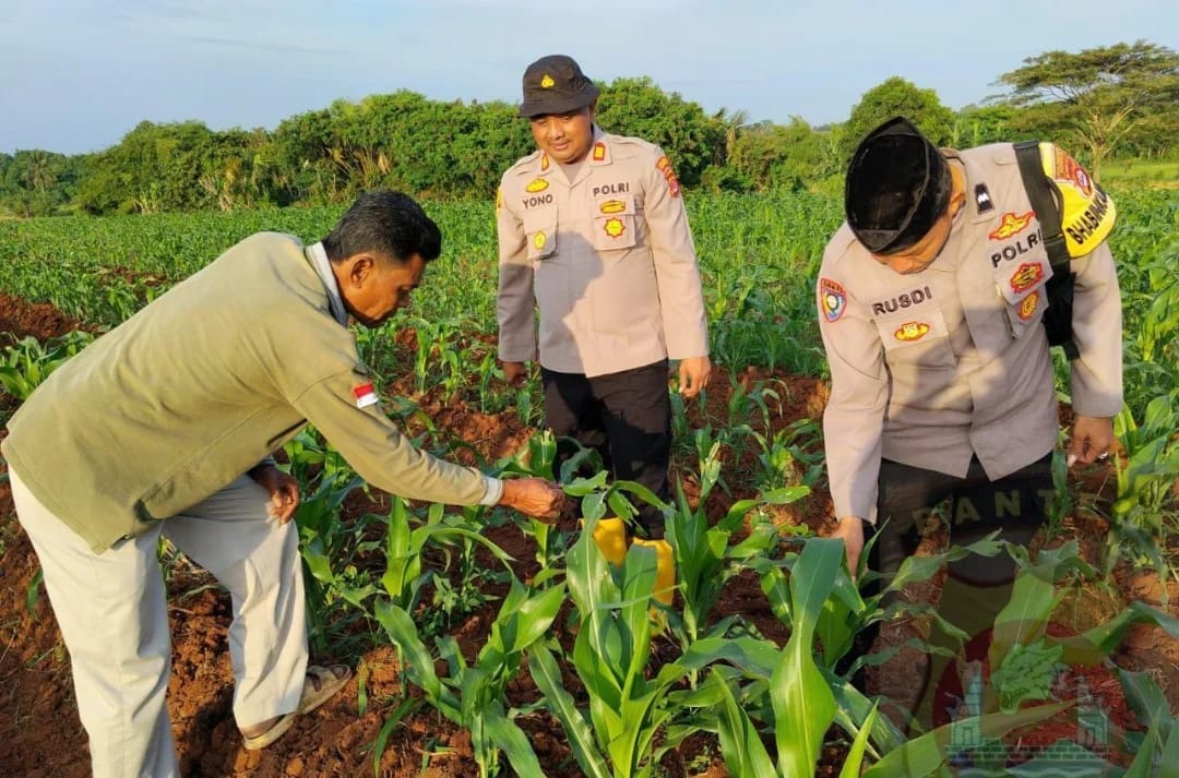 Pengedar Sabu di Rajeg Diringkus Polisi Sepatan