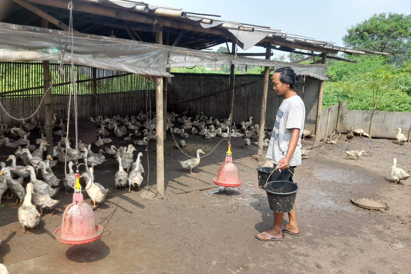 Warga Berhasil Kelola Bantuan Bebek dari Pemdes Sindang Panon sejak 2022