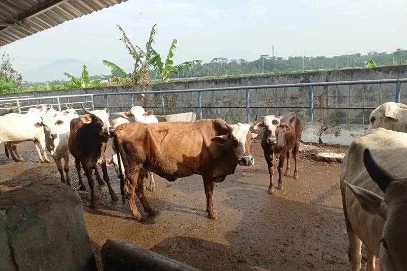 Disnakeswan Lebak Jamin Kesehatan Daging Ternak Untuk Idul Fitri