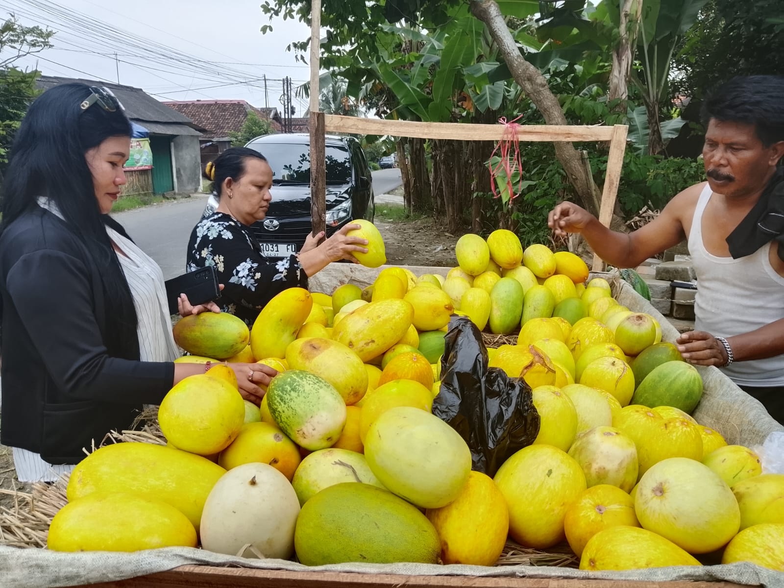 Produksi Ketimun Suri di Lebak Turun