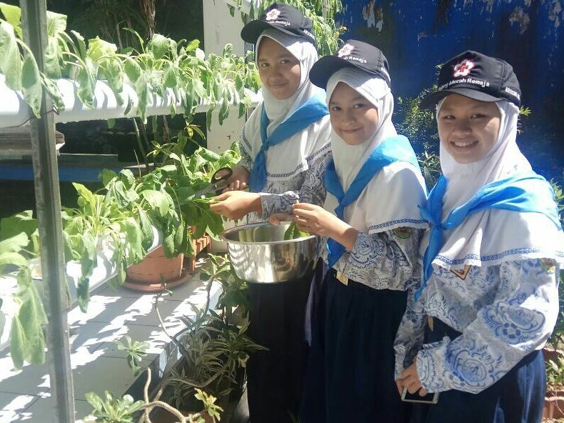 SMPN 2 Curug Menanam Tanaman Produktif dengan Metode Hidroponik