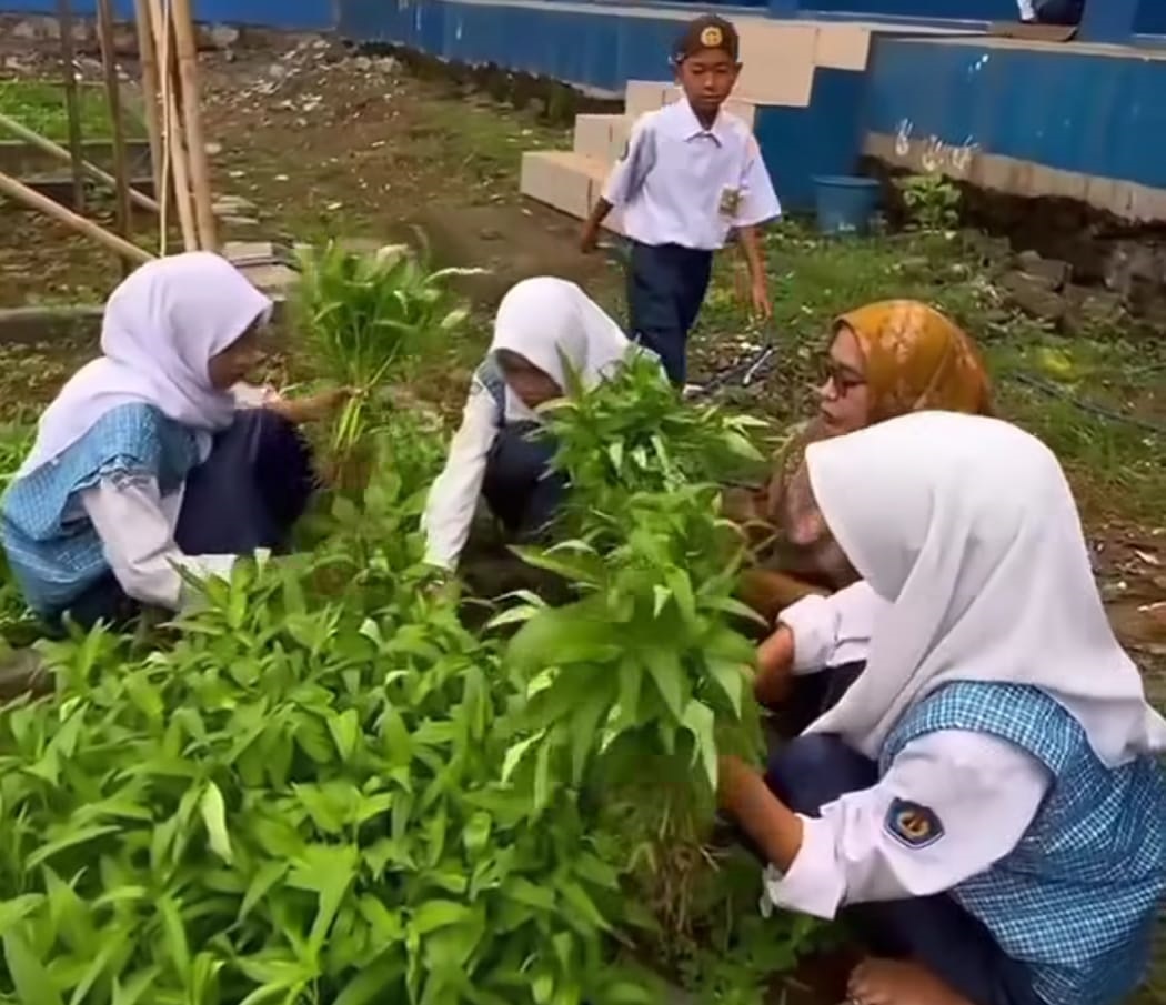 SMPN 3 Sukamulya Panen Kangkung Hasil Program School Urban Farming
