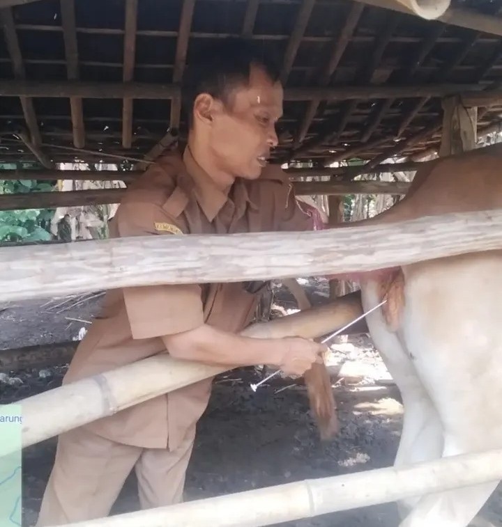 Disnakeswan Kabupaten Lebak Gelar Inseminasi Buatan Sapi
