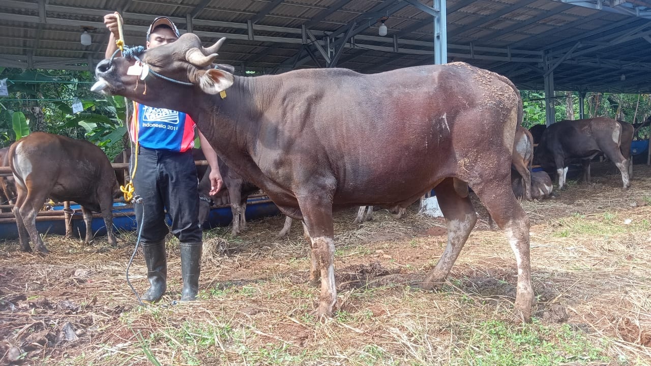 Jelang Idul Adha, Harga Kambing dan Sapi Naik