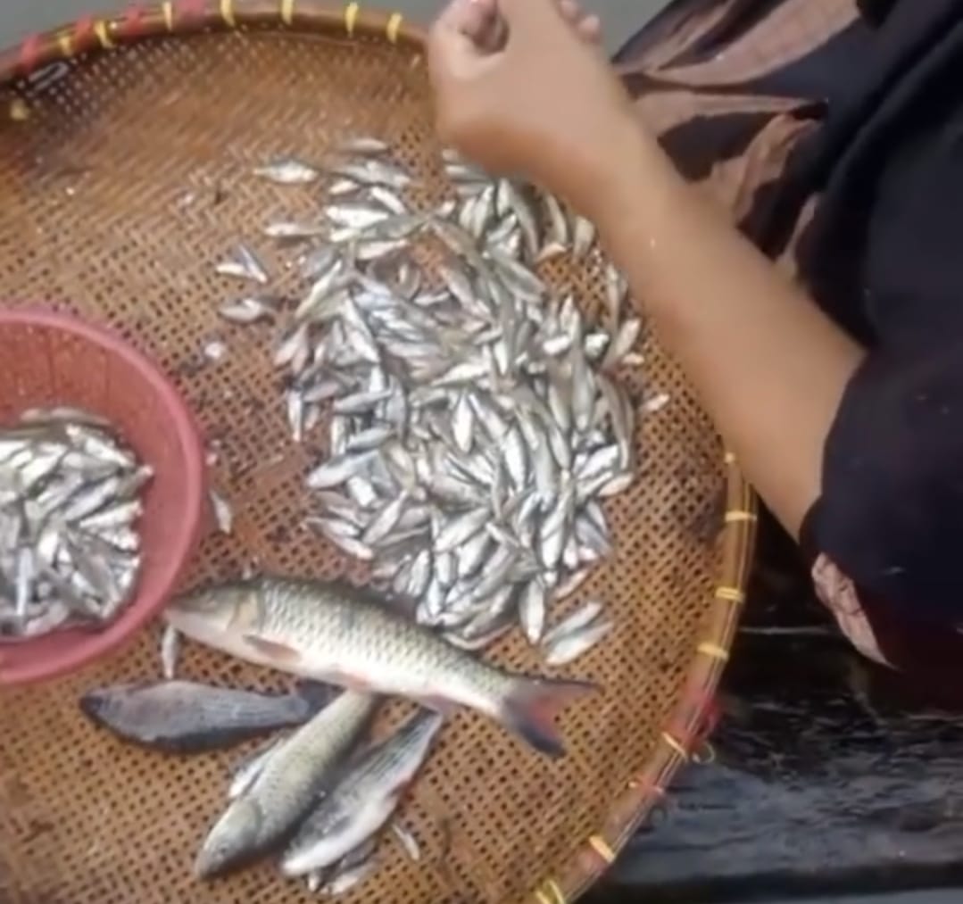 Diduga Tercemar Limbah, Ribuan Ikan Sungai di Lebak Mati Mendadak