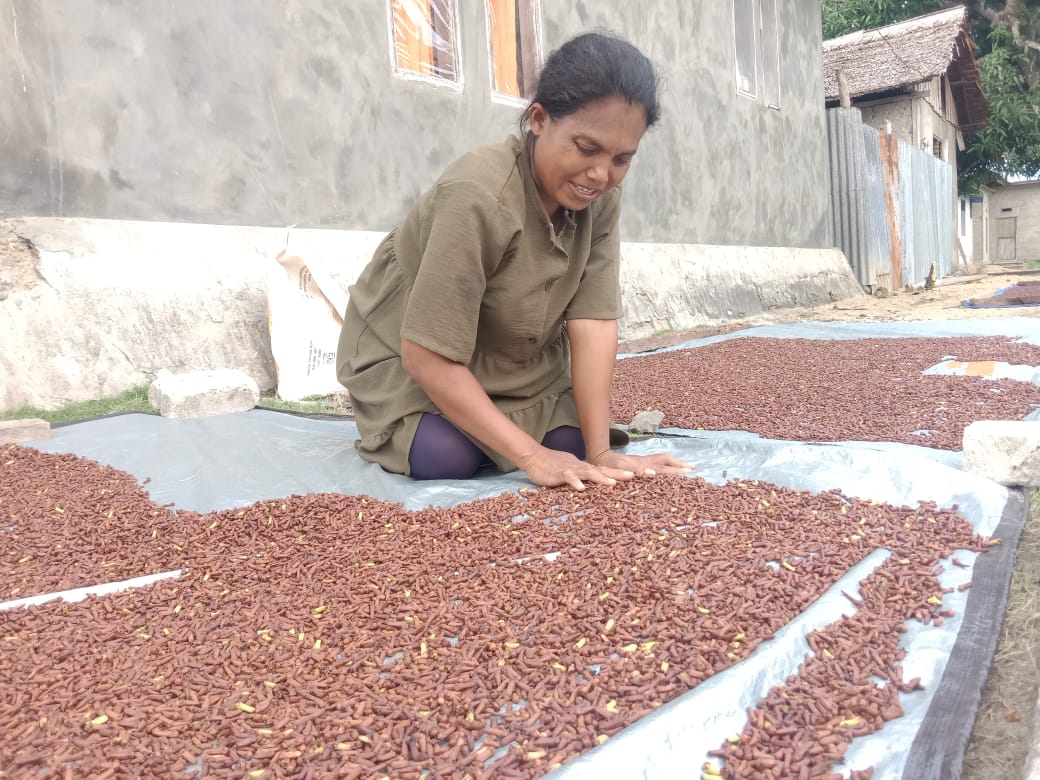 Petani Cengkih Di Lebak Masuki Masa Panen