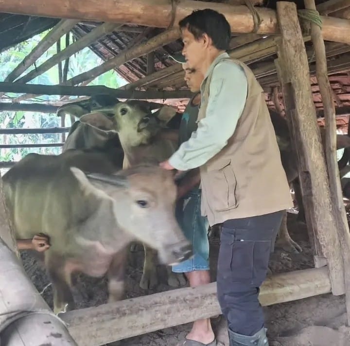 Cegah PMK, Disnakeswan Vaksin Kerbau