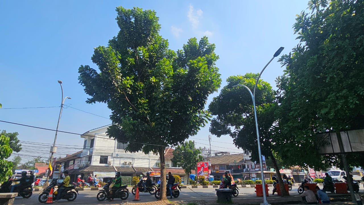 DLH Tangerang Selatan Rutin Lakukan Perawatan Pohon Pelindung