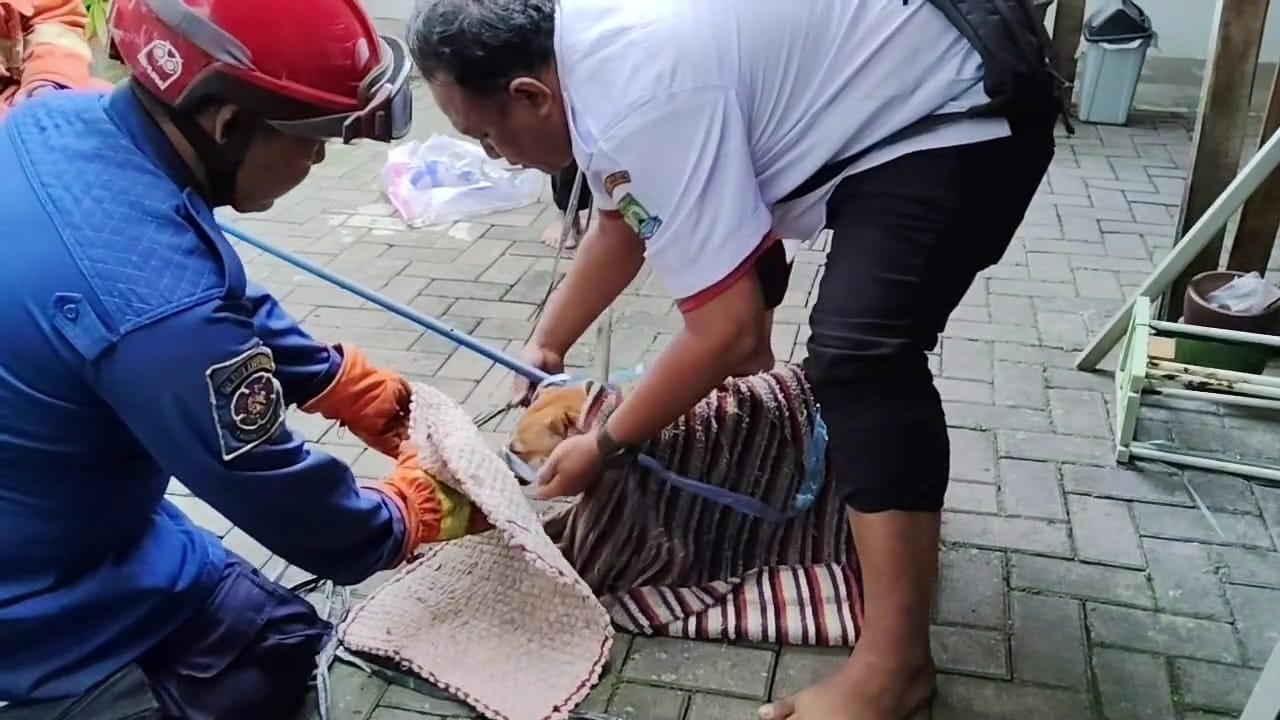 Anjing Gila Ngamuk, Serang dan Gigit ART