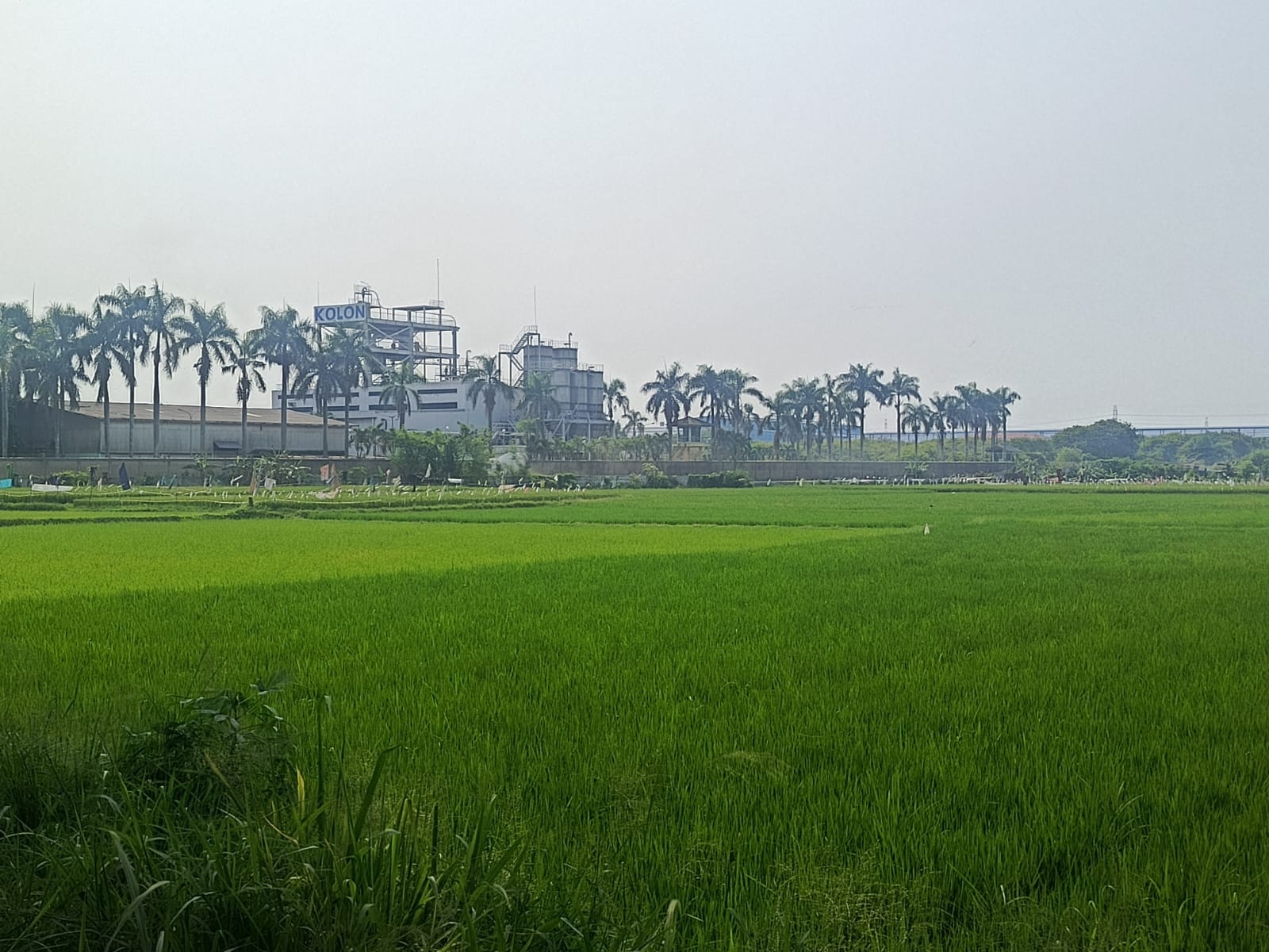 Antisipasi Puso, DKPP Imbau Petani Percepat Tanam