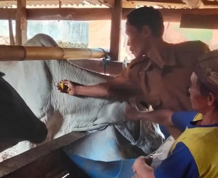 Cegah PMK, Disnakeswan Vaksinasi Hewan Ternak