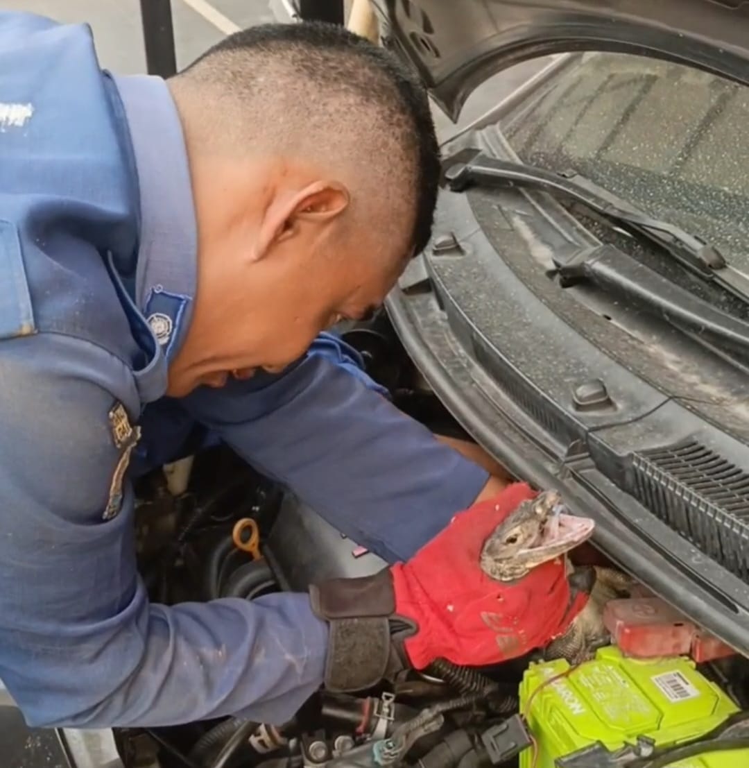 Biawak Sembunyi di Mesin Mobil Warga Bintaro