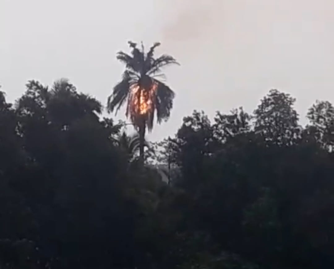 Tersambar Petir, Pohon Kelapa di Setu Terbakar