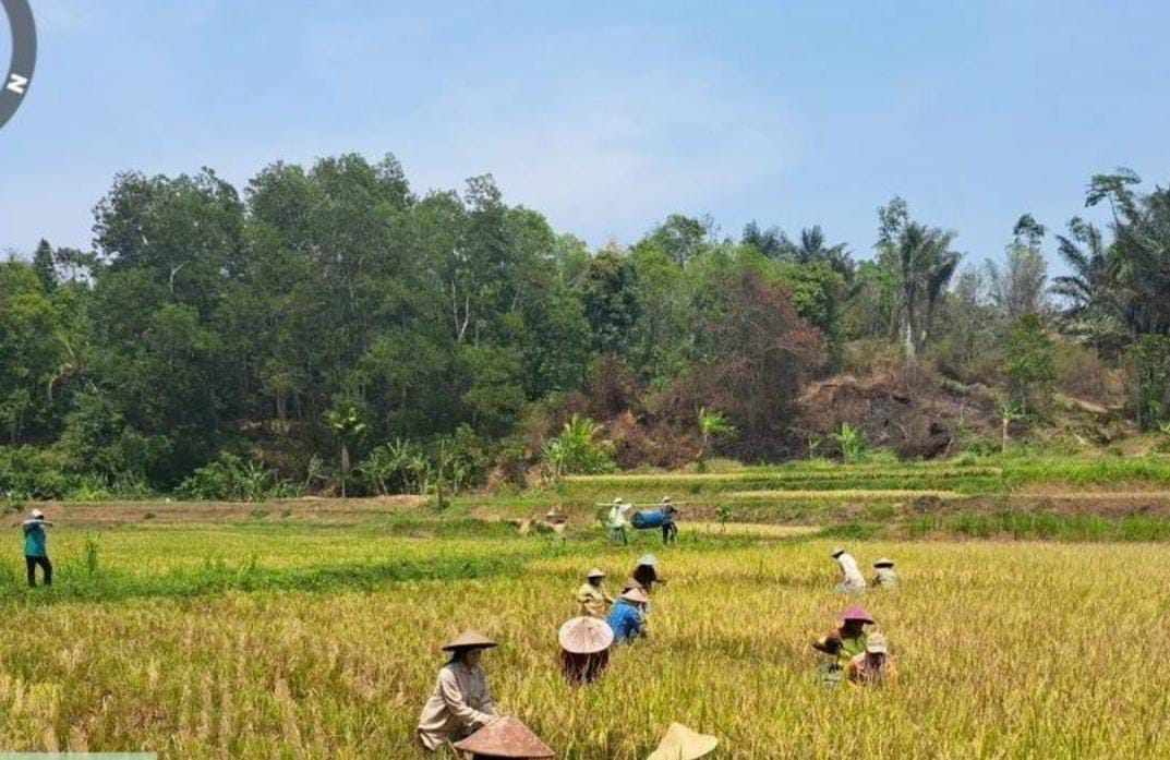 Distan Lebak Klaim Produksi Beras 2023 Surplus 