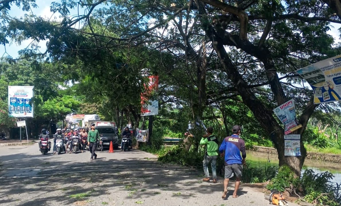 DLHK Antisipasi Cuaca Ekstrem, Pangkas Pohon Rawan Tumbang di Jalan Raya Cadas-Kukun Tangerang