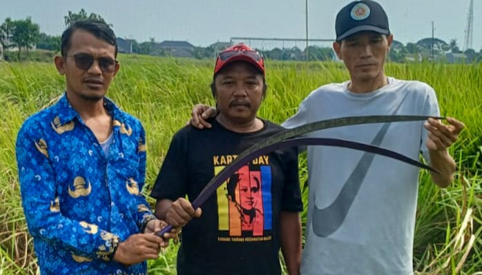 Warga Temukan Sejumlah Celurit Sepanjang 1 Meter di Ilalalng Perumahan Tanjakan Indah