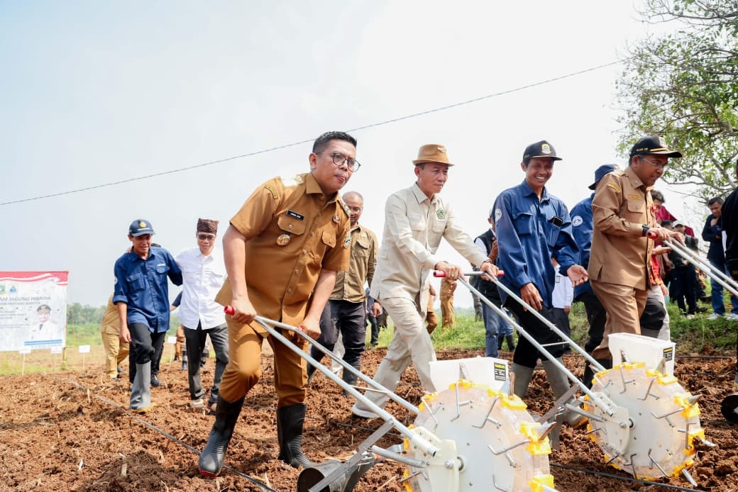 Bidik Status Produsen Utama Jagung Nasional