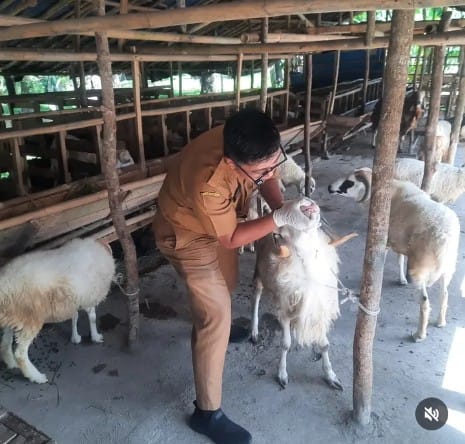 Disnakeswan Lebak Perketat pengawasan Hewan Qurban
