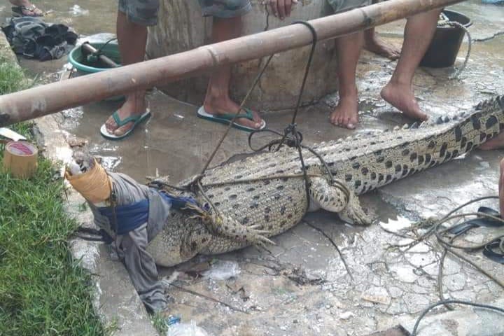 Buaya 2 Meter di Sungai Cirarab Ditangkap Warga