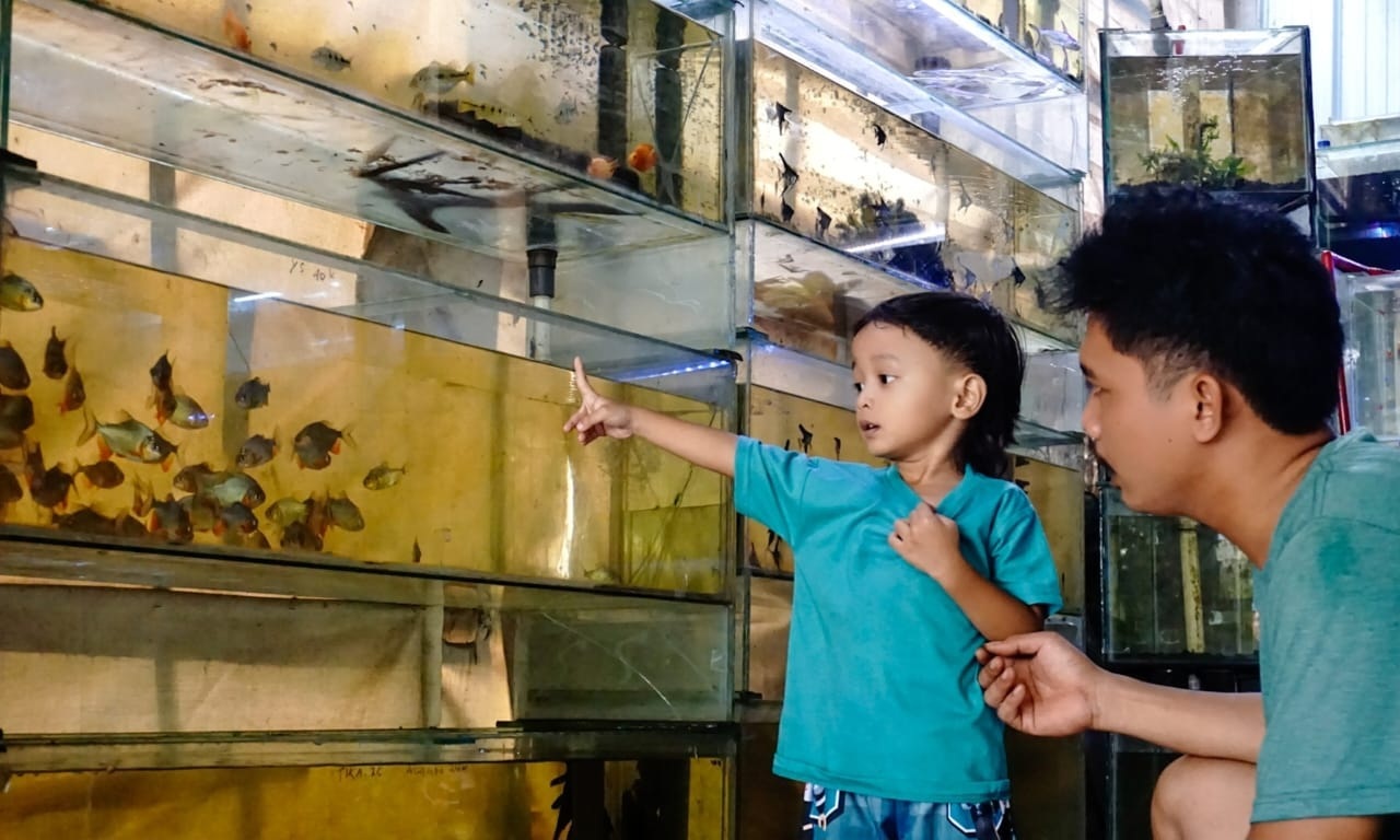 Berburu Ikan Hias di Kios Boni Hidayat Rajeg, Dari Gapi hingga Peacock Bass
