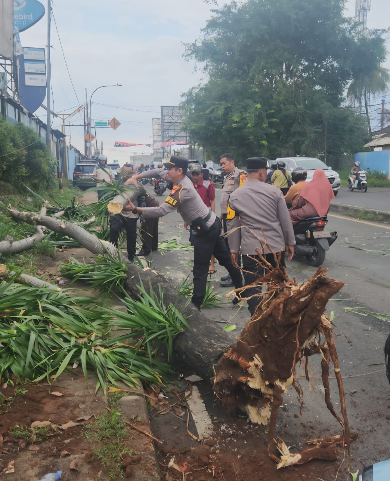 Roboh, Pohon Pandan Timpa Mobil dan Motor