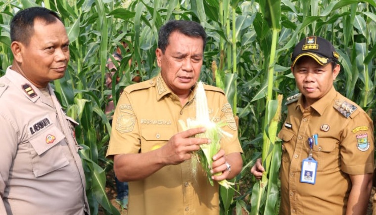 Kecamatan Sukamulya Disiapkan Jadi Sentra Jagung