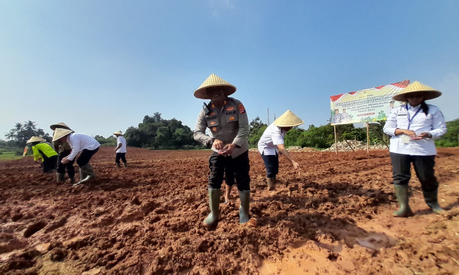 Pengembang Perumahan Griya Asri Sukamanah Dukung Swasembada Pangan melalui Gerakan Tanam Jagung Hibrida